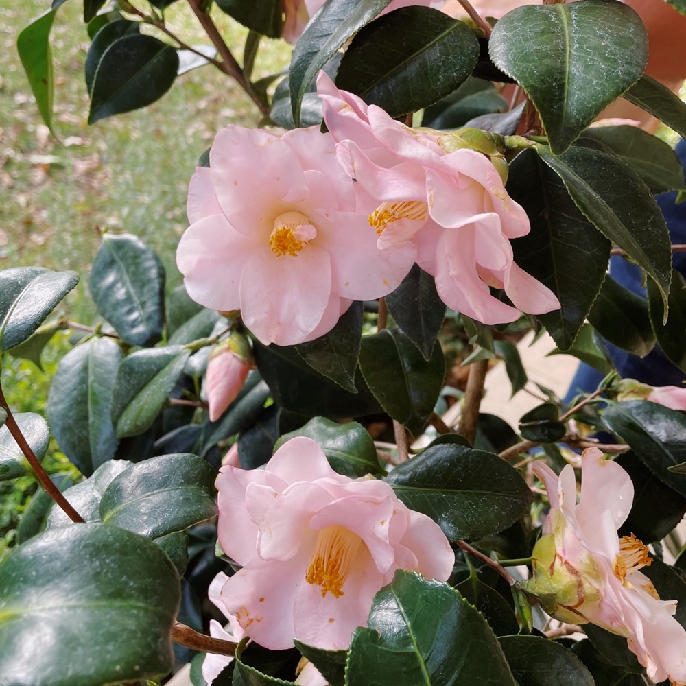 Meet your Posher, Lola